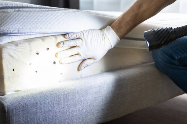 Flea Control Services in Knightdale, NC