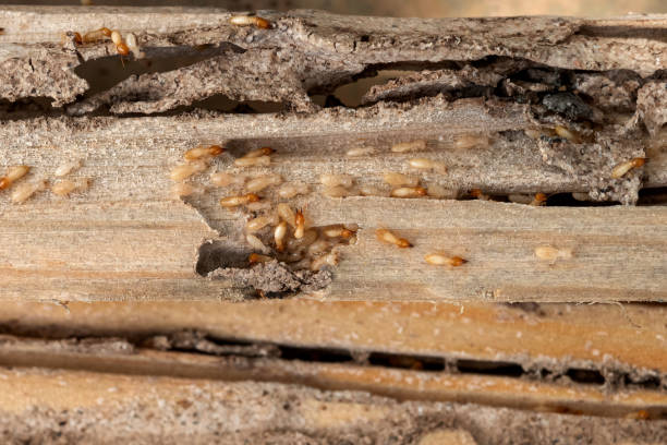 Best Exterminator Services  in Knightdale, NC